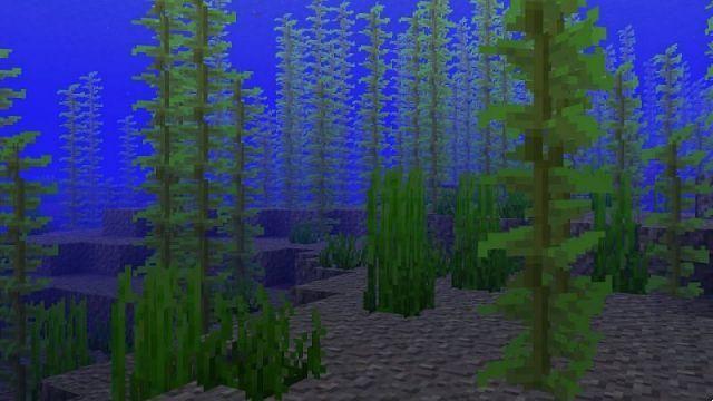 Dónde encontrar algas marinas en Minecraft